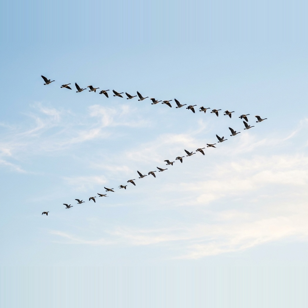 Flock of geese flying in V formation with leader at center